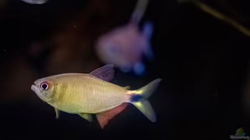 ALT: 2020, Moenkhausia Pretoensis von Diskus-Amanã (85)