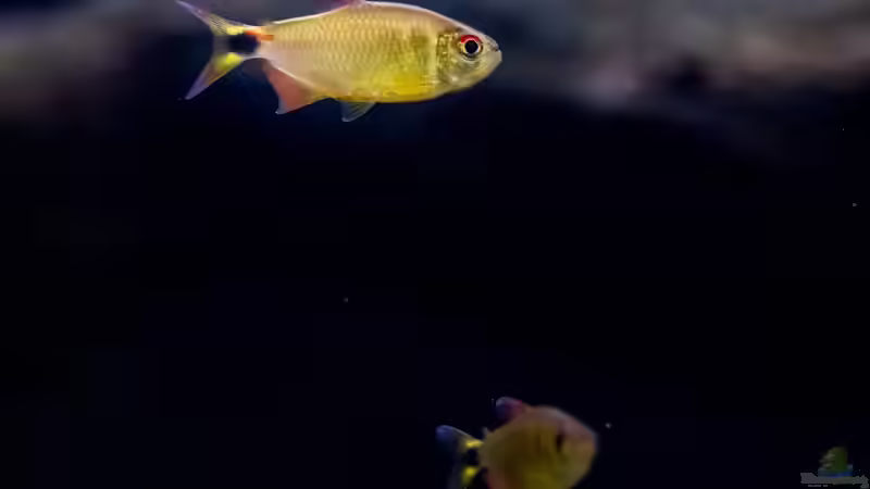 ALT: 2020, Moenkhausia Pretoensis von Diskus-Amanã (86)