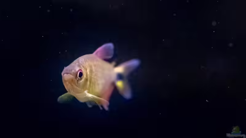 ALT: 2020, Moenkhausia Pretoensis von Diskus-Amanã (87)