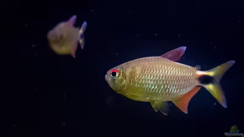 ALT: 2020, Moenkhausia Pretoensis von Diskus-Amanã (88)