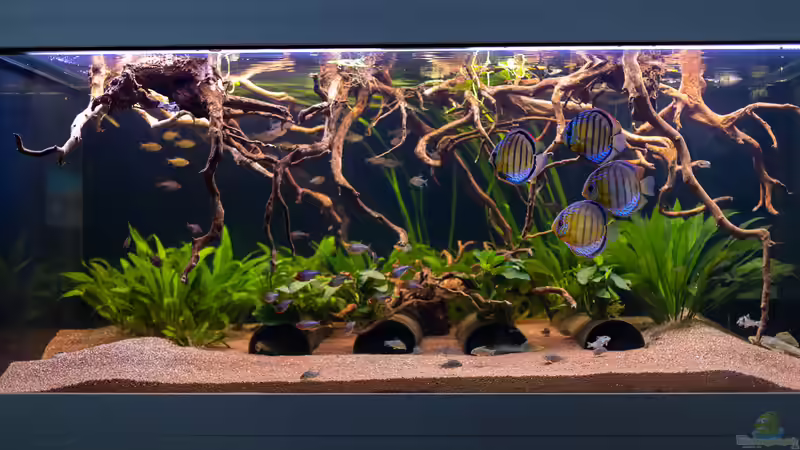 ALT: 2020 Grüne Diskus WF Rio Tefe,  Symphysodon aequifasciatus von Diskus-Amanã (9)