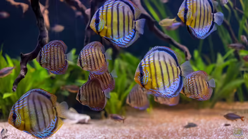ALT: 2021 Diskus WF Rio Tefe und WFNZ F2-Nhamunda,  Symphysodon aequifasciatus, Symphysodon haraldi  von Diskus-Amanã (78)