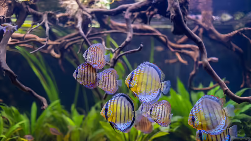 ALT: 2021 Diskus WF Rio Tefe und WFNZ F2-Nhamunda,  Symphysodon aequifasciatus, Symphysodon haraldi  von Diskus-Amanã (79)