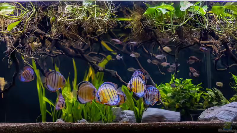 ALT: 2021 Diskus WF Rio Tefe und WFNZ F2-Nhamunda von Diskus-Amanã (8)