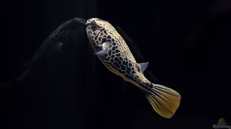 ALT: 2021 Goldringelkugelfisch (WF), Tetraodon mbu von Diskus-Amanã (73)