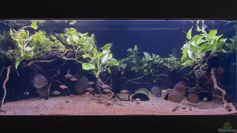 ALT: 2022 Diskus WF Rio Tefe, WFNZ F2-Nhamunda, San Merah x Red Spotted Green,  Symphysodon von Diskus-Amanã (7)