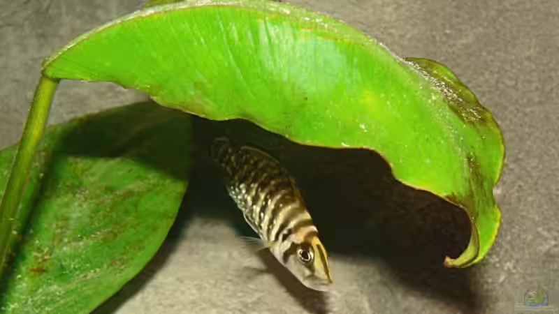 Alt. calvus black Zaire von Miriam (12)