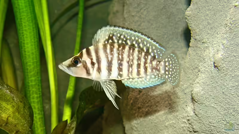 Alt. calvus black Zaire von Miriam (13)