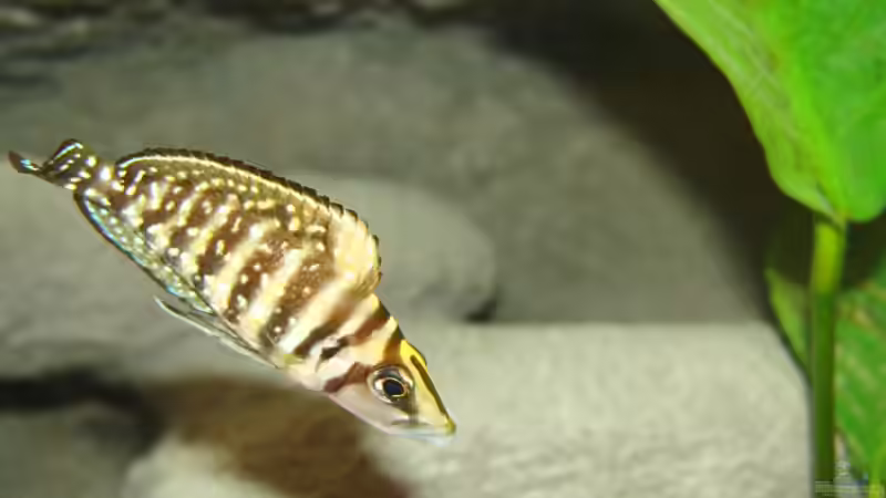 Alt. calvus black Zaire von Miriam (14)