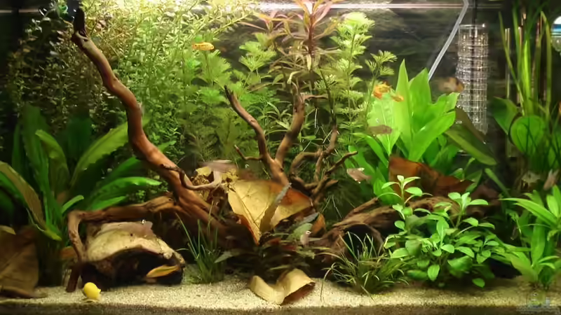 ALT: Frontansicht Juni 2011 von *Thorsten* (8)