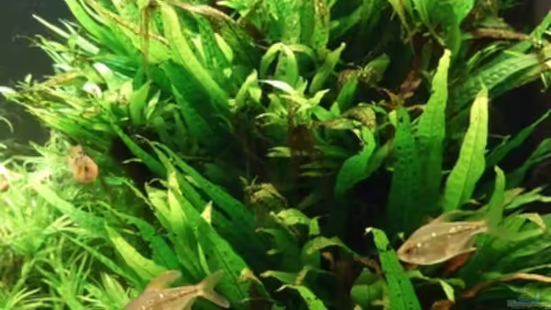 ALT: Javafarn auf roter Moorkienwurzel von Sascha Finke (7)