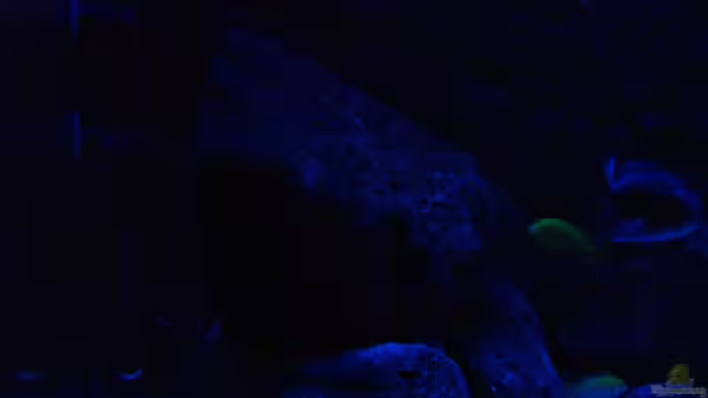 alt_linker spot von Ayahuasca (6)