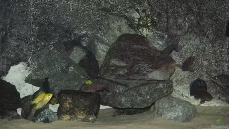 alt_Rechter Haufen von Ayahuasca (5)