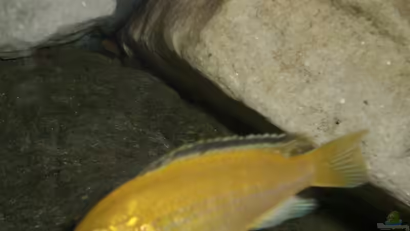 Alt und jung von Ingo Pöck (33)