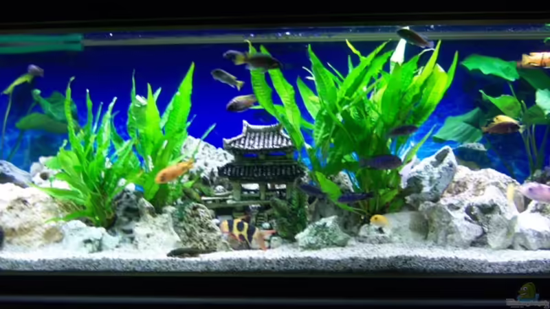 Alt von 47 Malawi (2)