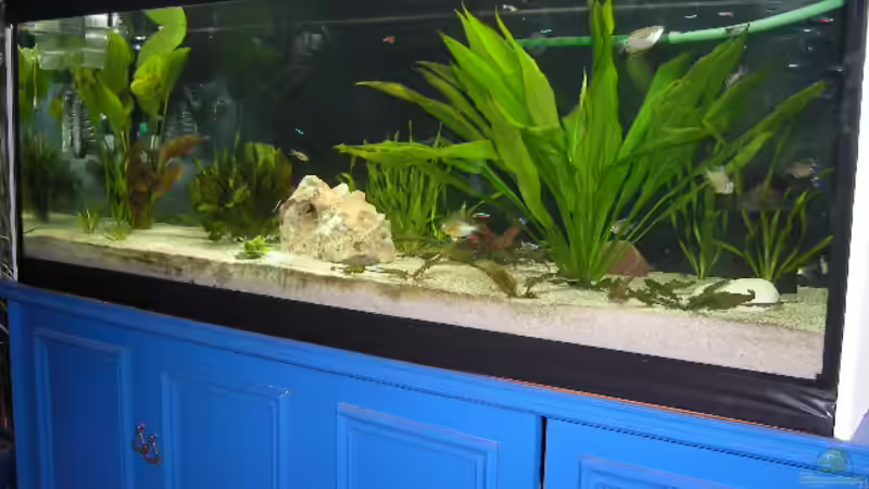 alt von Alex Schmid (2)