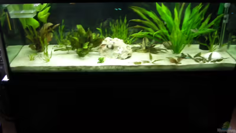 alt von Alex Schmid (3)