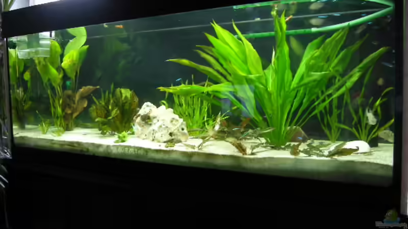 alt von Alex Schmid (4)