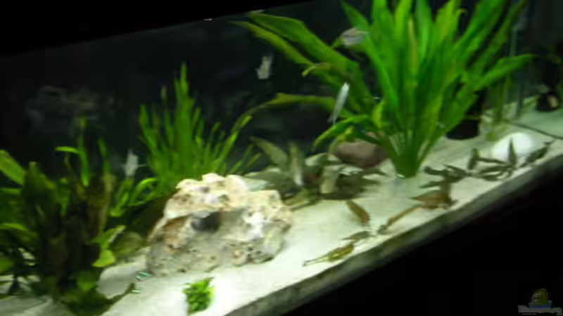 alt von Alex Schmid (5)