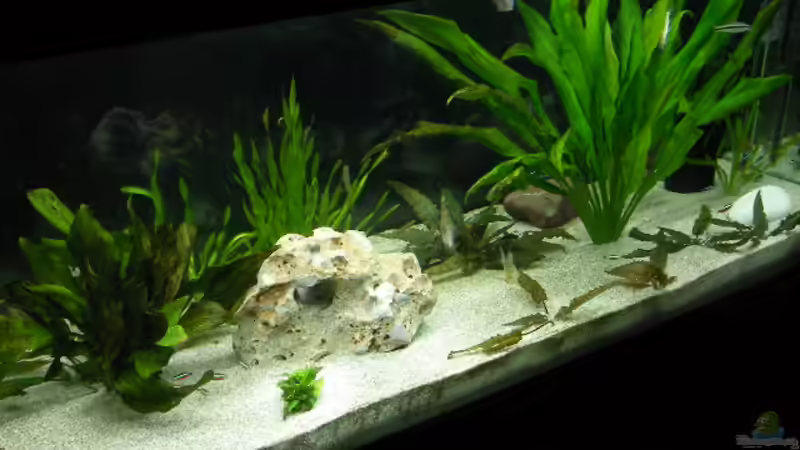 alt von Alex Schmid (6)