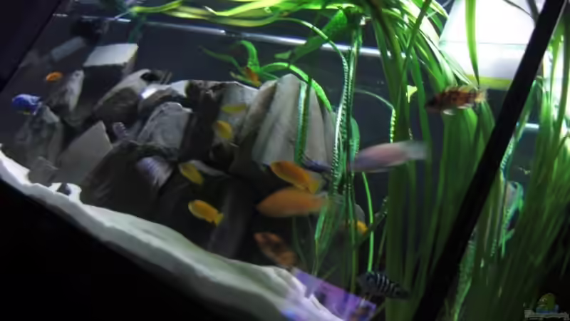 Alt von Andre Walz (2)