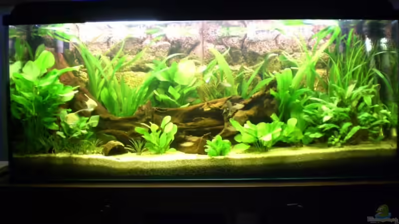 alt von Andreas Haase (2)