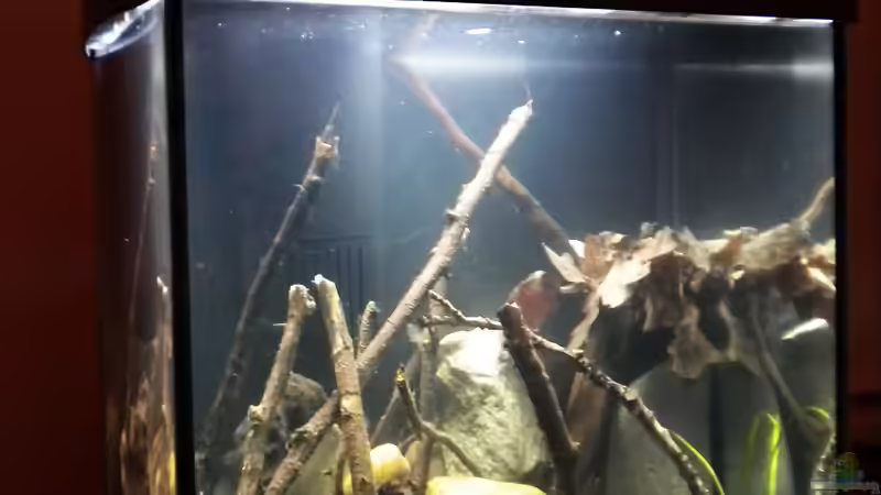 alt von Benjamin Hamann (3)