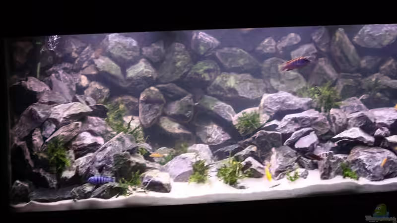 alt von bl@cky is b@ck (6)