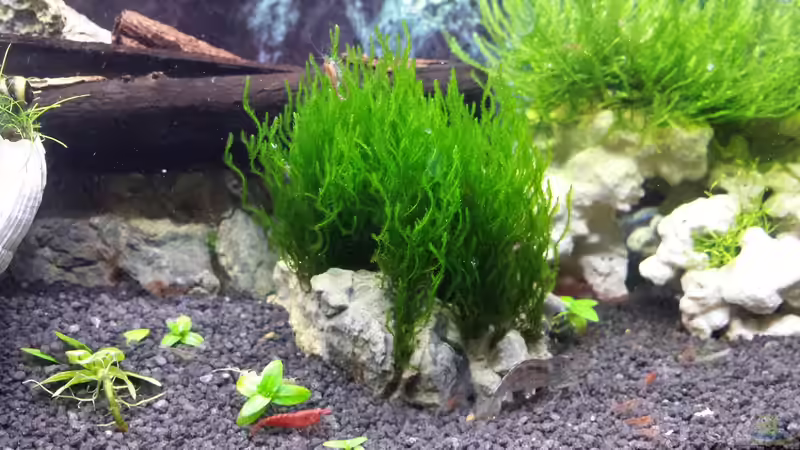 Alt von Lucky3310 (13)