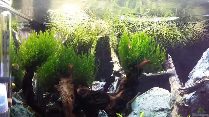 Alt von Lucky3310 (14)