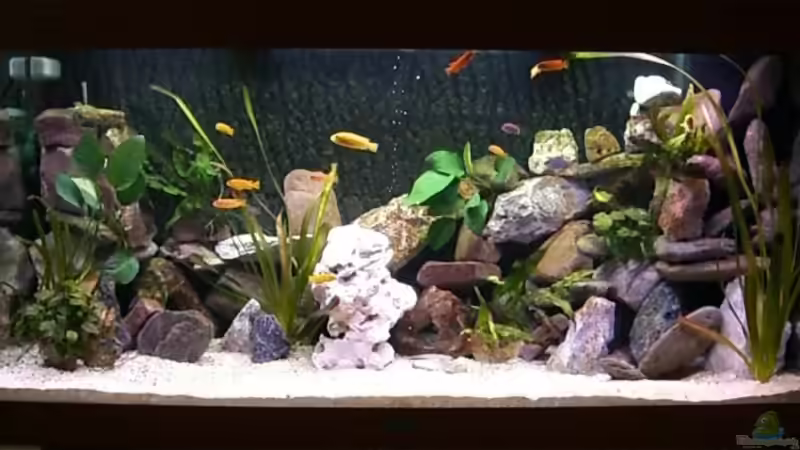 ALT von maggo 28 (4)