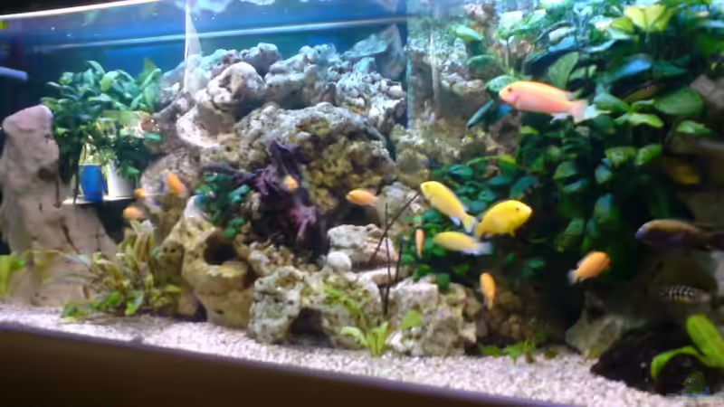 alt von Niko P. (13)