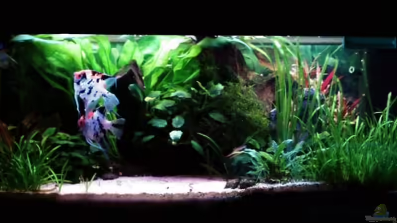 Alt von Sebastian Becker (4)