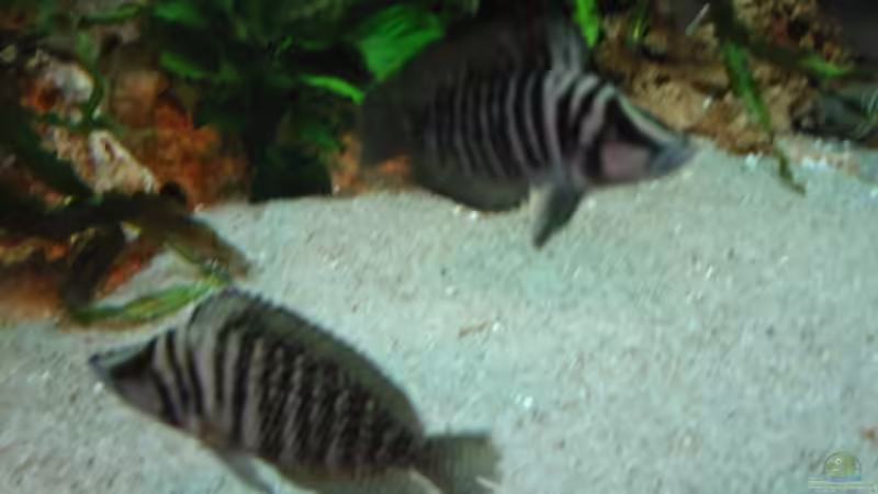 Altalamprologus calvus black Wildfang Paar von Timo Tschöpel (14)