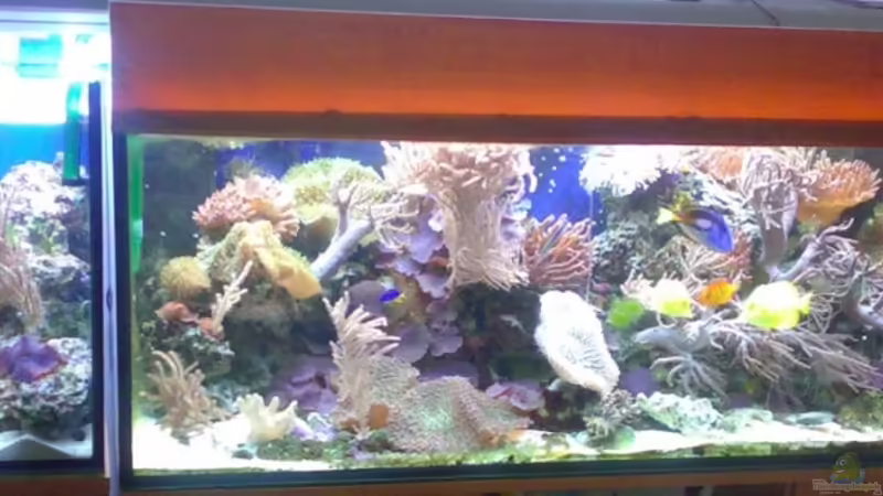 Alte Becken vor dem Umbau von Jens Just (2)