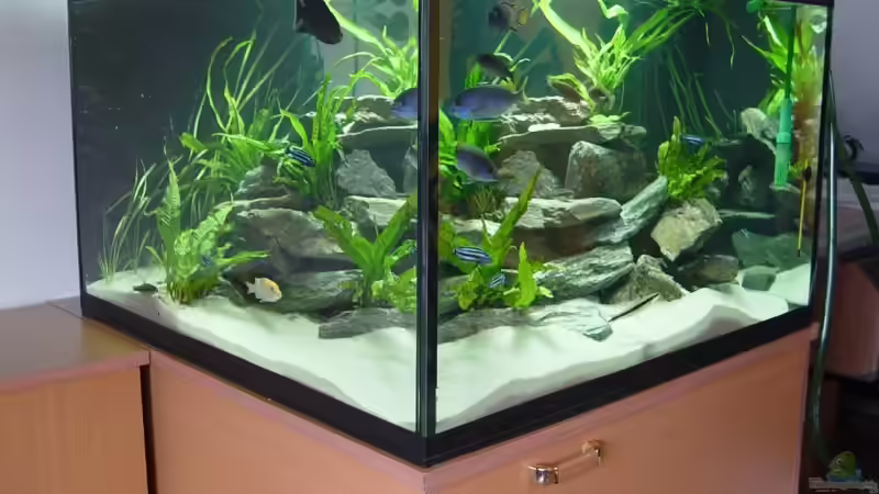 alte Einrichtung (2008) von Mbunafan (4)