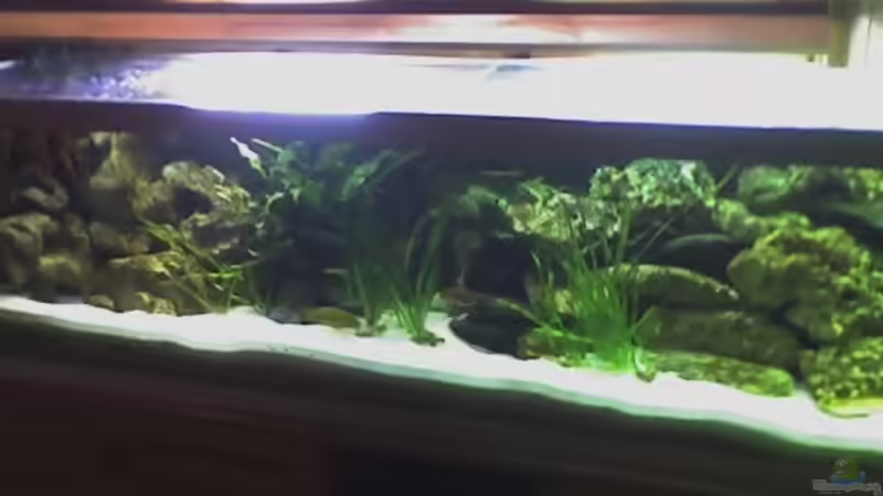 alte Einrichtung von FischfanAQ (2)