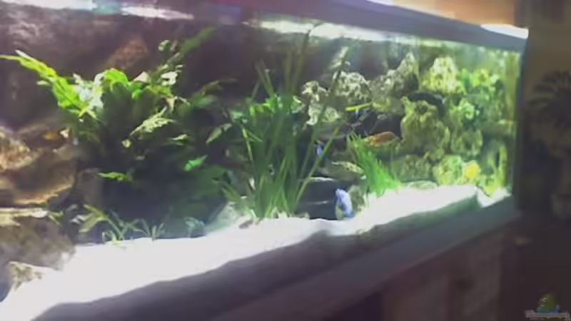 alte Einrichtung von FischfanAQ (4)