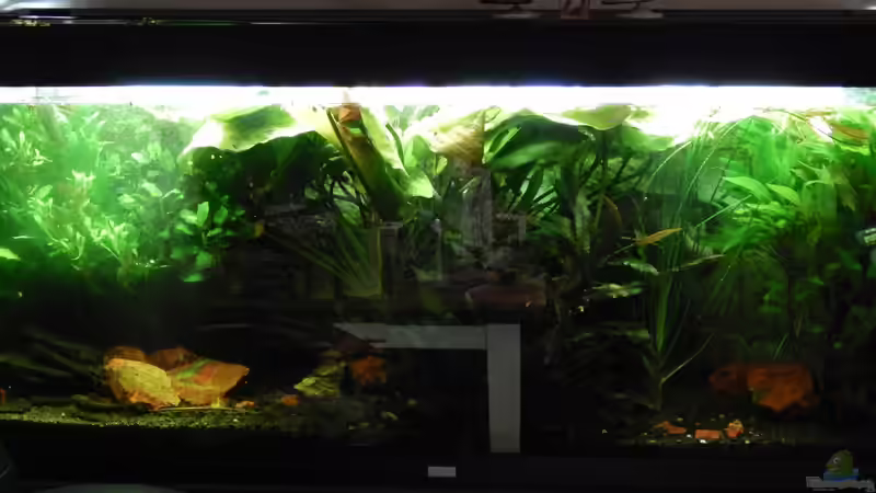 Alte Einrichtung von Heinz Von B1 (5)