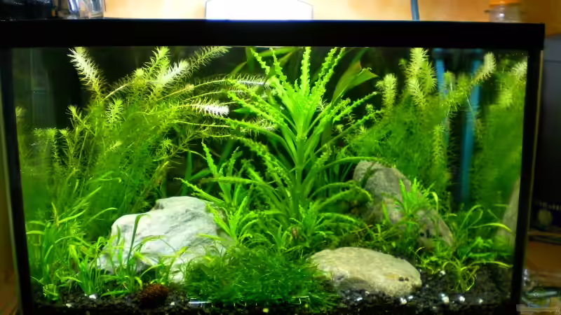 alte Einrichtung von Marc Joist (3)