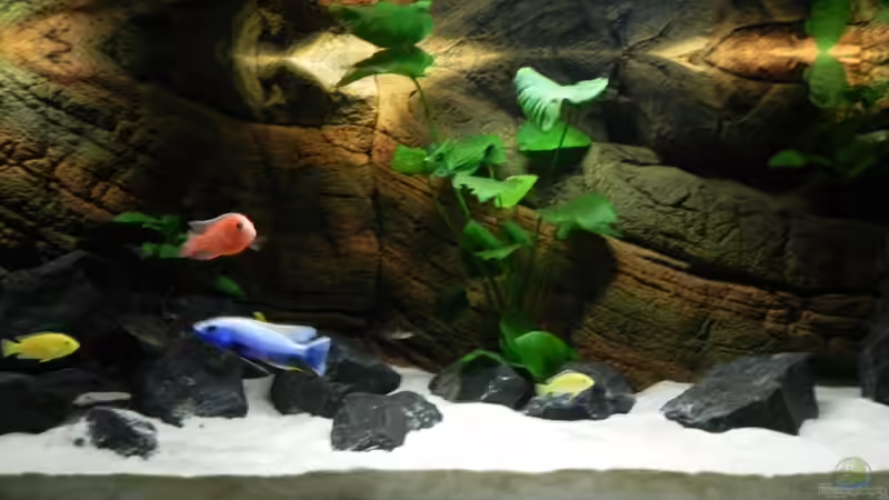 Alte Einrichtung von Sternenseeträumer (7)