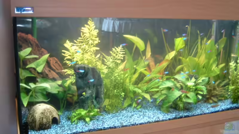 alte Einrichtung von Ute Dömelt (3)