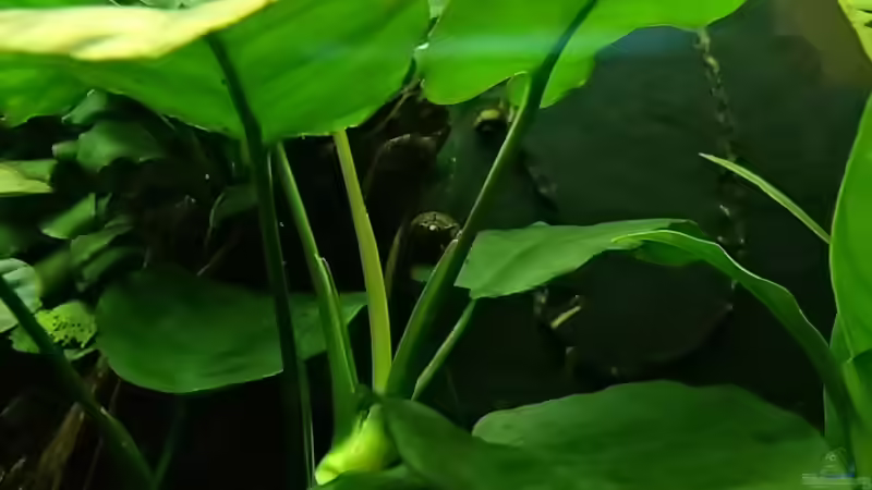 ´alte´ Geweihschnecke ´Sun´ von Pflanzennarr (43)