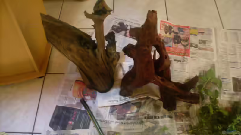 Alte Mopaniewurzel raus  Neue Moorkienwurzel eingebaut von Bazzi (12)