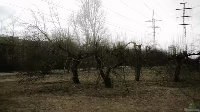 Alte Obstbäume entfernen oder stehen lassen? Eine Entscheidungshilfe für Gartenbesitzer