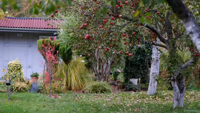 Alte Obstbäume entfernen oder stehen lassen? Eine Entscheidungshilfe für Gartenbesitzer