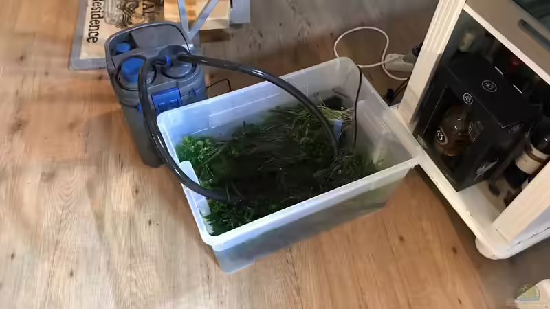 ´alte Pflanzen erhalten und Filter weiterlaufen lassen von Der Nicky (2)