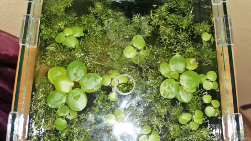 alte Schwimmpflanzendecke von Garnelenmami (3)