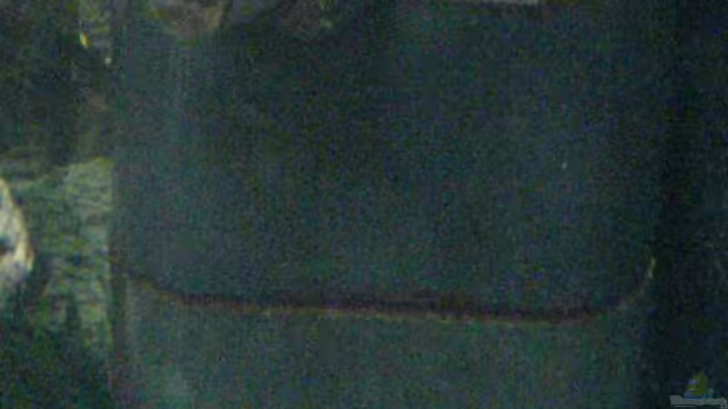 alter, dreckiger Innenfilter :) von Henning Meyer (4)