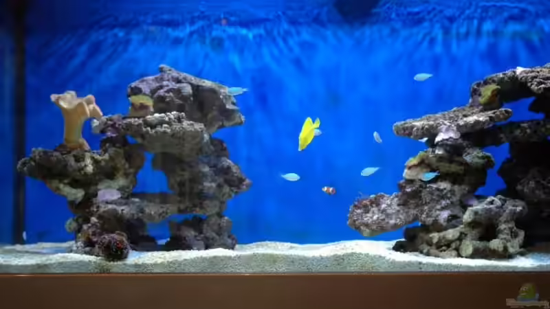 alter Aufbau von Christian Fenzel (12)